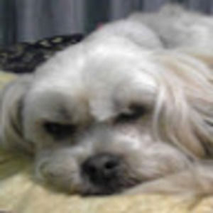 Meet your Posher, Haley